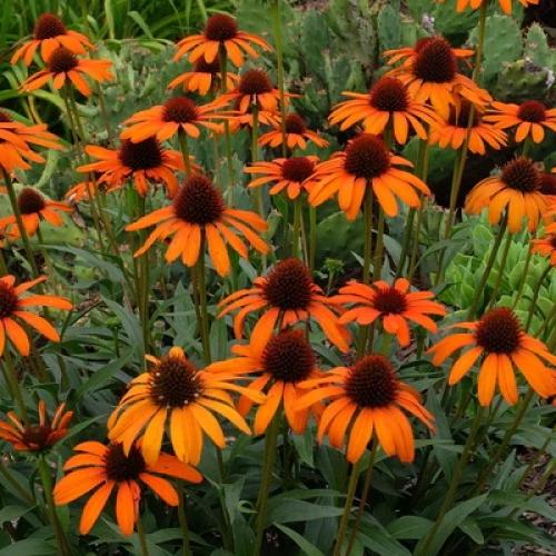 Echinacea 'Tiki Torch' - Kasvirág