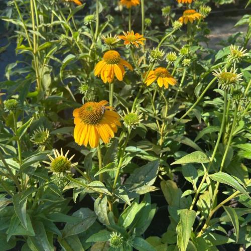 Echinacea 'Lakota Yellow' - Kasvirág