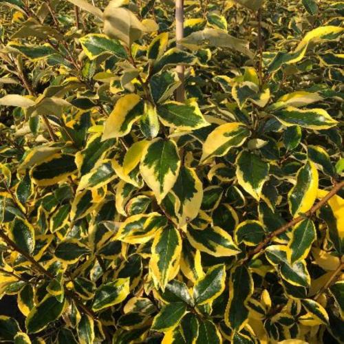 Elaeagnus × ebbingei 'Gilt Edge' -  Sárga tarka széleslevelű ezüstfa