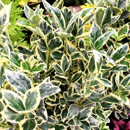 Euonymus japonicus ’Bravo’ - Japán kecskerágó