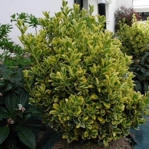 Euonymus japonicus ’Aureomarginatus’ - Japán kecskerágó