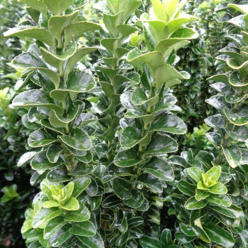 Euonymus japonicus  ’Benkomasaki' - Oszlopos japán kecskerágó