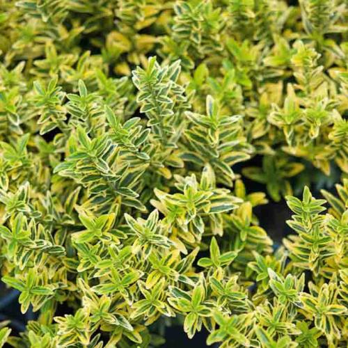 Euonymus japonicus ’Microphyllus Aureovariegatus’ - Aprólevelű törrpe kecskerágó