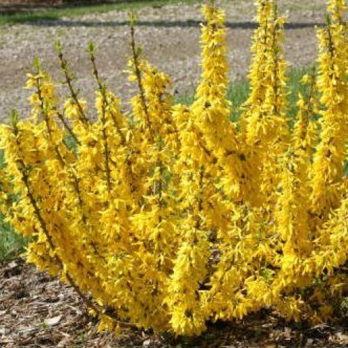 Forsythia intermedia ’Flojor’ - Aranycserje