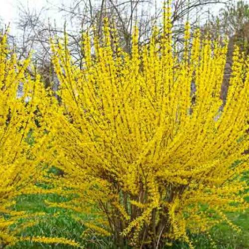 Forsythia intermedia ’Lynwood’ - Aranycserje