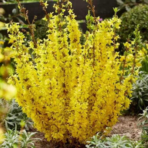 Forsythia intermedia 'Mikador'  - Aranycserje