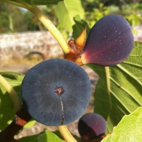 Ficus carica 'Brogiotto Nero' - Fügebokor (lila)