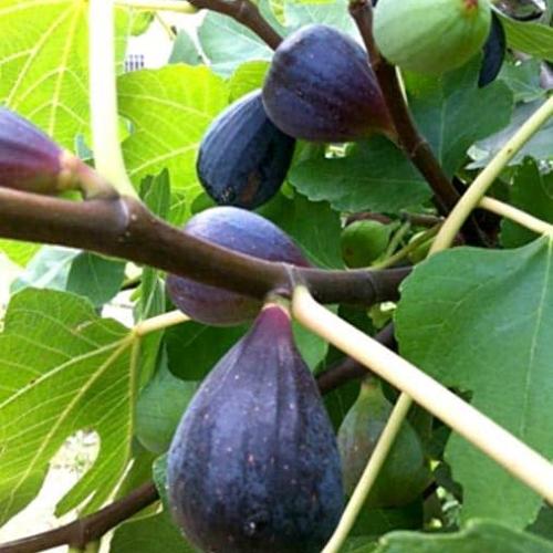 Ficus carica 'Turca' - Fügebokor (lila)