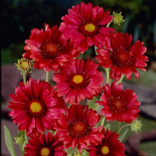 Gaillardia aristata Mesa™ Red - Kokárdavirág
