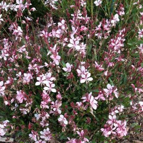 Gaura lindheimeri  ’Cherry Brandy’ - Évelő díszgyertya