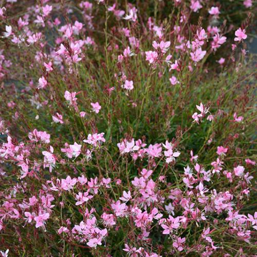 Gaura lindheimeri  ’Gaudi® Compact Pink’ - Évelő díszgyertya