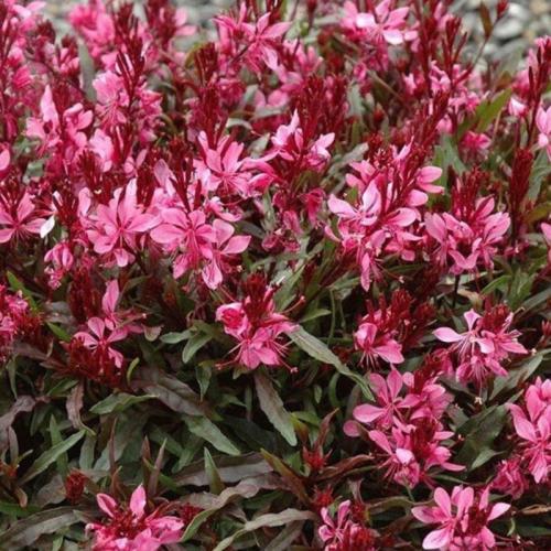 Gaura lindheimeri  ’Gaudi® Compact Red’ - Évelő díszgyertya