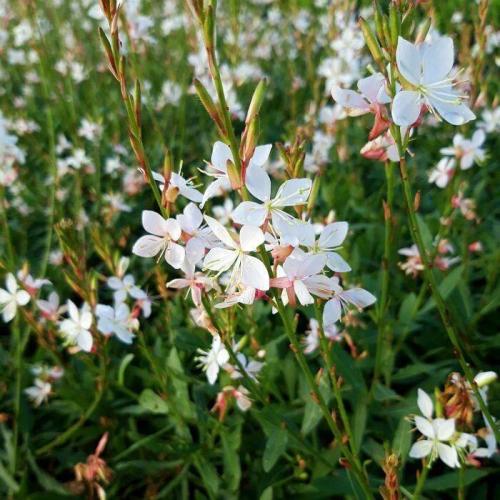 Gaura lindheimeri ’Gaudi® Compact White’  -  Évelő díszgyertya
