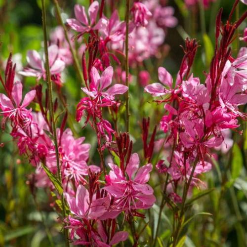 Gaura lindheimeri   ’Gaudi® Compact Rose’ - Évelő díszgyertya