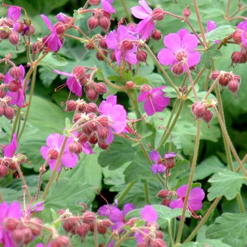 Geranium macrorrhizum ‘Bevan’s Variety'  - Illatos gólyaorr