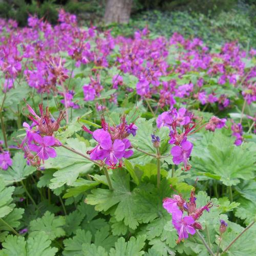 Geranium macrorrhizum - Illatos gólyaorr