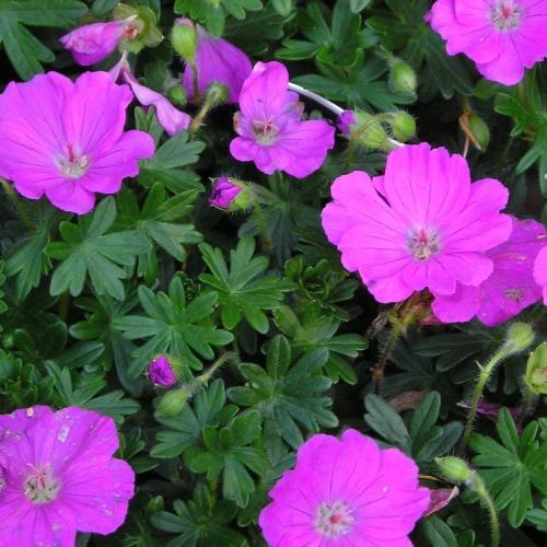 Geranium sanguineum 'Max Frei' - Gólyaorr