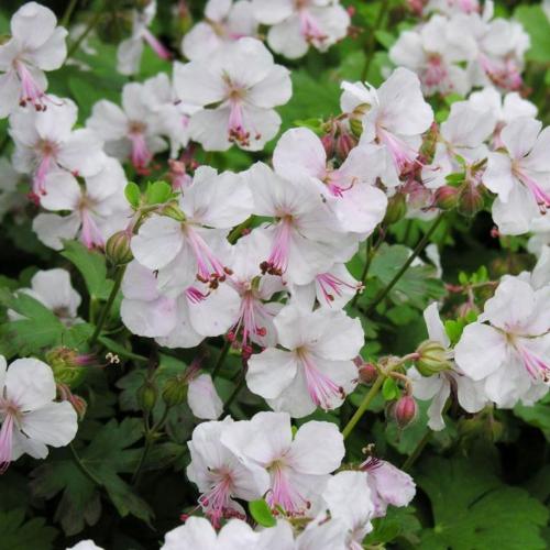Geranium cantabrigiense 'Biokovo' - Angol gólyaorr