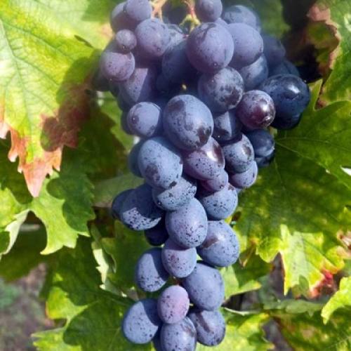 Csemegeszőlő ‘Hamburgi muskotály'