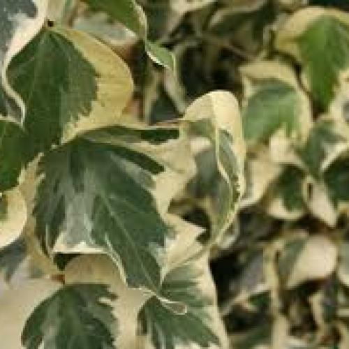 Hedera canariensis ’Glorie Di Marengo’ - Tarka levelű borostyán, karós