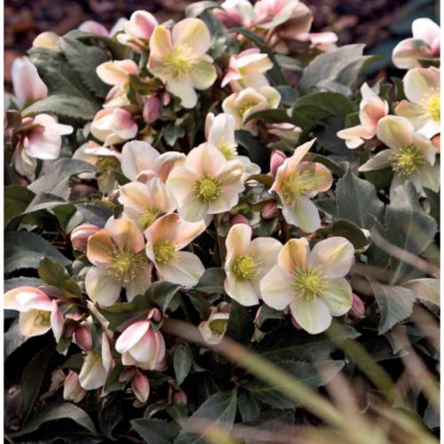 Helleborus x ericsmithii 'HGC Malory®' -  Hunyor