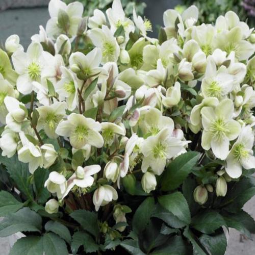 Helleborus  x ericsmithii ‘Candy Love’ – Hibrid hunyor