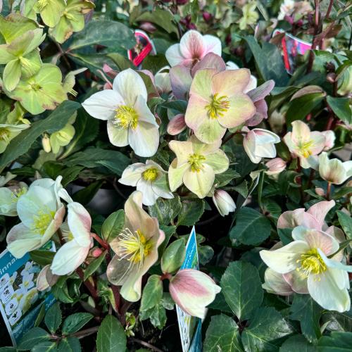 Helleborus  x ericsmithii 'HGC Cinnamon Snow®' -   Hunyor