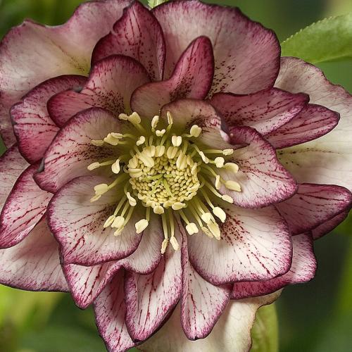 Helleborus  orientalis ‘Double Ellen Picotee' – Hunyor