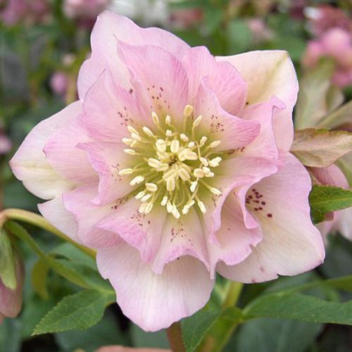 Helleborus  orientalis  'Double Ellen Pink’ –  Keleti hunyor