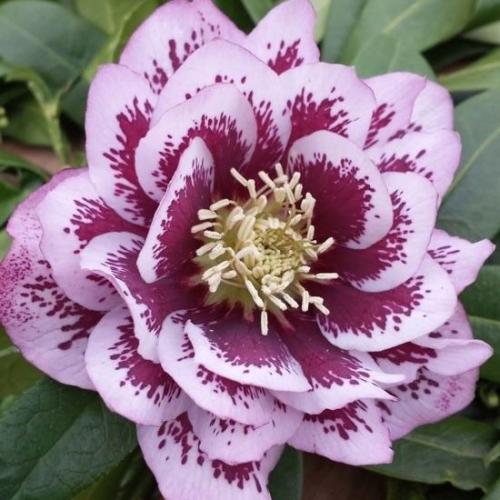 Helleborus  orientalis  'Double Ellen Pink Spotted’ – Keleti hunyor