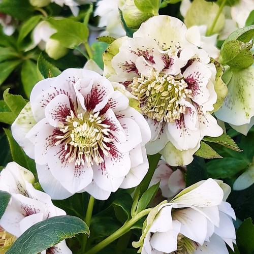 Helleborus  orientalis  'Double Ellen Spotted White’ – Hunyor