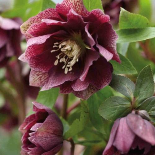 Helleborus  orientalis Double Red Spotted – Keleti hunyor (dupla bordó)