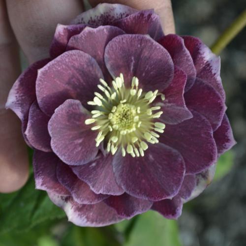 Helleborus  orientalis Double Aubergine – Keleti hunyor (dupla bordó virágú)