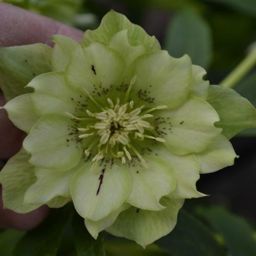 Helleborus  orientalis Double green spotted – Keleti hunyor (dupla zöld virágú)
