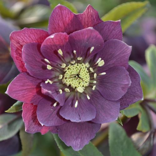 Helleborus  orientalis Double red – Keleti hunyor (dupla bordó)