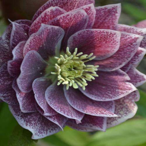 Helleborus  orientalis Double Red with edge – Keleti hunyor (dupla bordó)