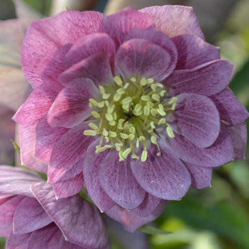 Helleborus  orientalis Double Pink – Keleti hunyor (dupla rózsaszín)