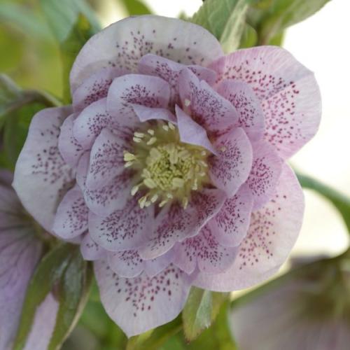 Helleborus  orientalis Double Pink Spotted – Keleti hunyor (dupla rózsaszín)