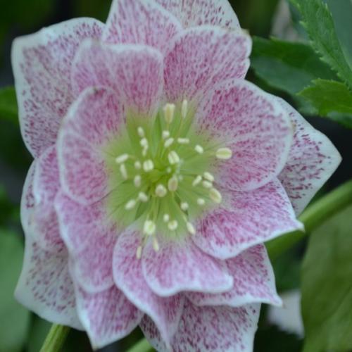 Helleborus  orientalis Double Pink with edge – Keleti hunyor (dupla rózsaszín)