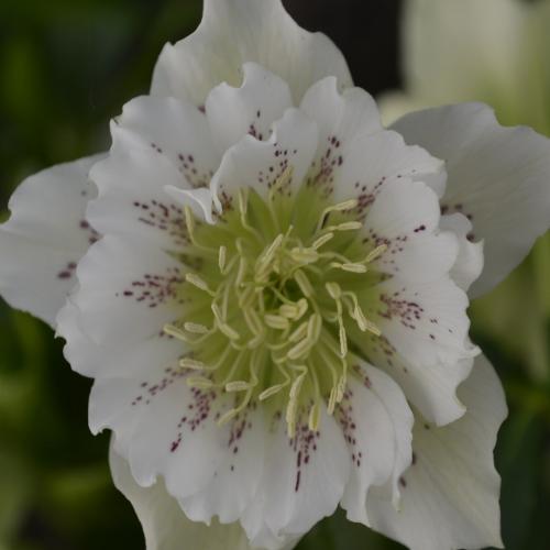 Helleborus  orientalis Double White Spotted – Keleti hunyor (fehér telt)