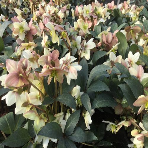 Helleborus  x ericsmithii ‘Emma’ – Hibrid hunyor