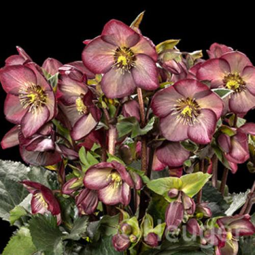 Helleborus  x ericsmithii ‘HGC Ice N’ Roses® Wild Berry' -   Hunyor