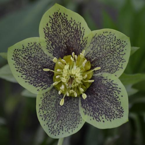 Helleborus  orientalis   Green Spotted  – Keleti hunyor (szimpla, zöld, foltos virágú)