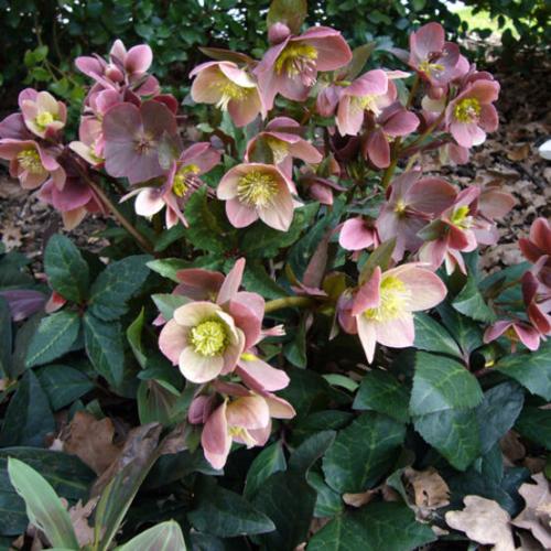 Helleborus  x ballardiae 'HGC® Merlin' -  Hunyor