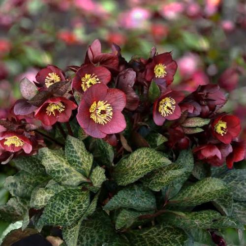 Helleborus  x ericsmithii ‘HGC Ice N’ Roses® Mona Marble' -   Hunyor