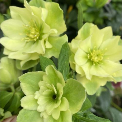 Helleborus x hybrid ‘Quintessa Sun’ -  Hunyor