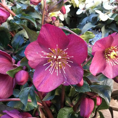 Helleborus x glandofensis HGC® 'Ice N' Roses® Early Red' -  Hunyor