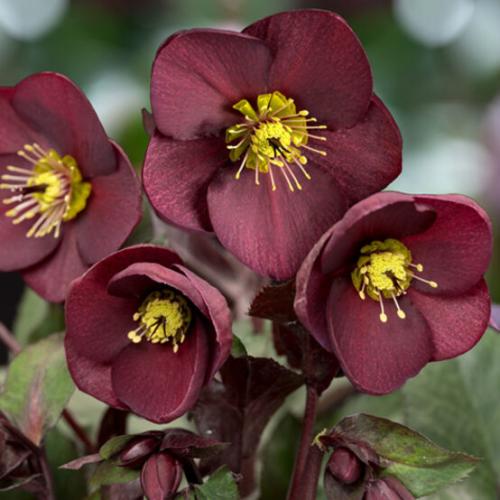 Helleborus  x ericsmithii 'HGC Merlot®' - Hunyor