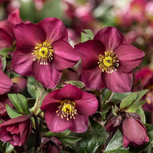 Helleborus x glandorfensis   HGC® 'Ice N' Roses® Red' -  Hunyor