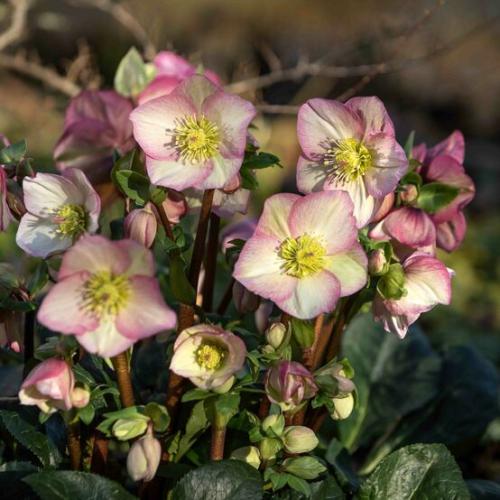Helleborus x iburgensis  'HGC® Ice N' Roses® Rosetta' -  Hunyor